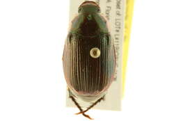 Image of <i>Anomala marginata</i>