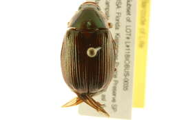 Image of <i>Anomala marginata</i>