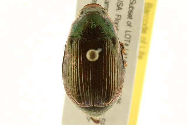 Image of <i>Anomala marginata</i>