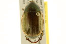 Image of <i>Anomala marginata</i>