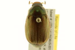 Image of <i>Anomala marginata</i>