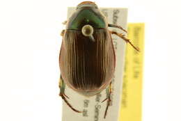 Image of <i>Anomala marginata</i>