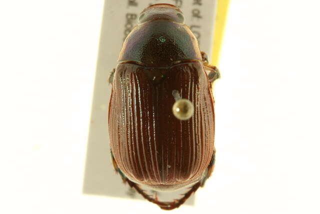 Image of <i>Anomala marginata</i>