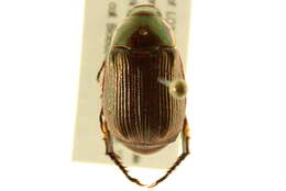 Image of <i>Anomala marginata</i>