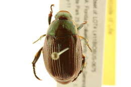 Image of <i>Anomala marginata</i>