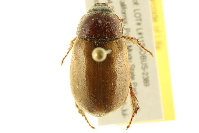 Image of Masked Chafers