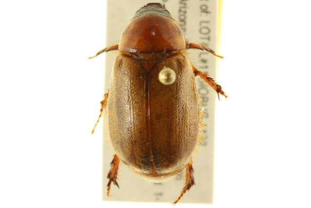 Image of Cyclocephala longula Le Conte 1863