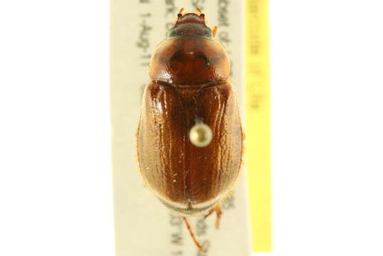 Image of Southern Masked Chafer