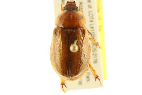 Image of Pasadena masked chafer