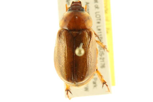 Image of Pasadena masked chafer