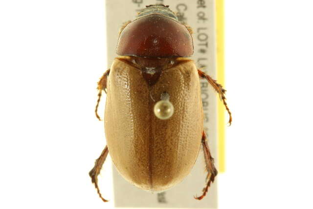 Image of Masked Chafers