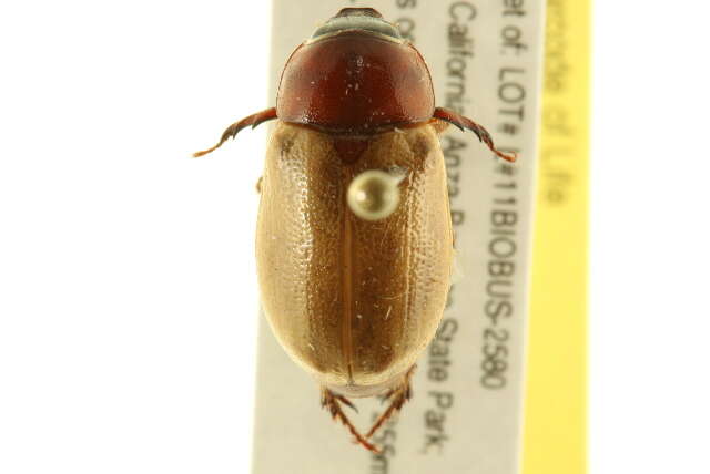 Image of Masked Chafers