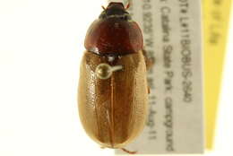 Image of Masked Chafers