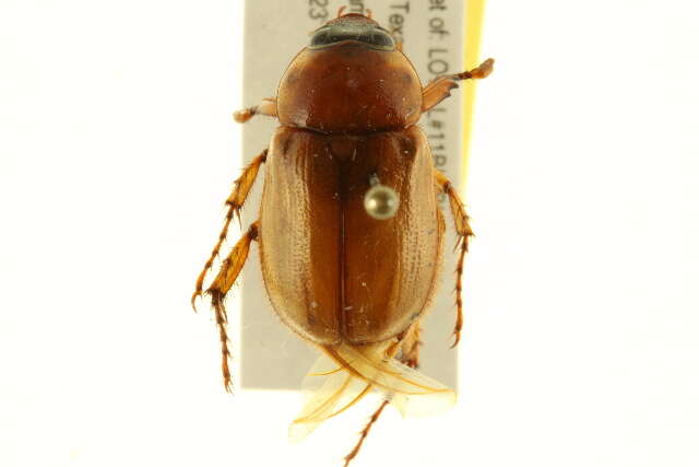 Image of Southern Masked Chafer