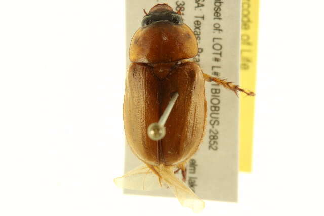 Image of Southern Masked Chafer