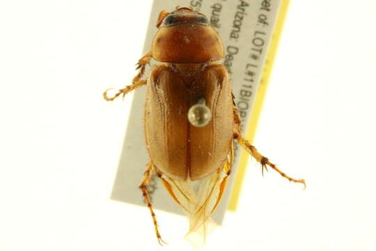 Image of Pasadena masked chafer