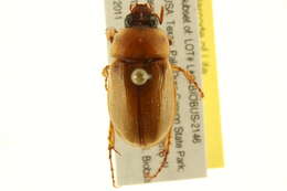 Image of Southern Masked Chafer