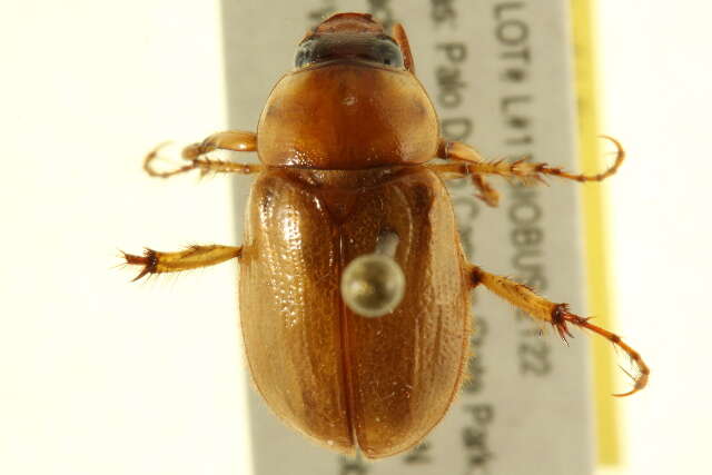 Image of Pasadena masked chafer