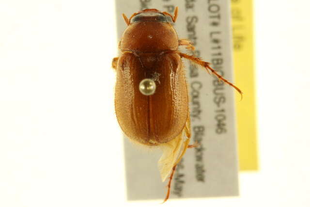 Image of Masked Chafers