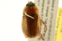 Image of Southern Masked Chafer