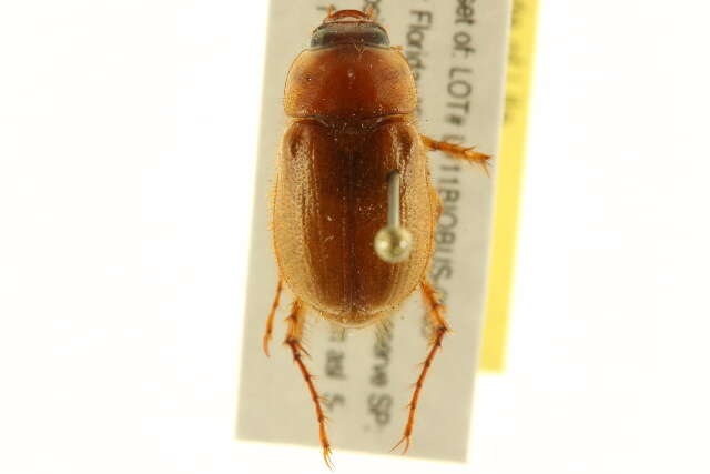 Image of Masked Chafers