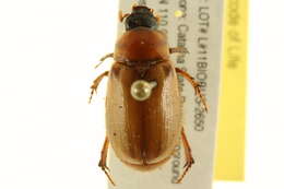 Image of Cyclocephala longula Le Conte 1863