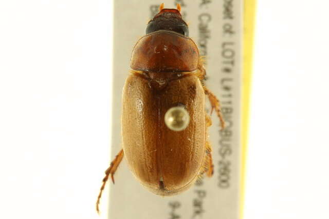 Image of Cyclocephala longula Le Conte 1863