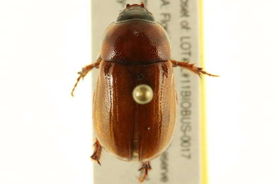 Image of Cyclocephala parallela (Casey 1915)