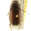 Sivun Phyllophaga (Phyllophaga) ephilida (Say 1825) kuva