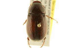 Sivun Phyllophaga (Phyllophaga) ephilida (Say 1825) kuva