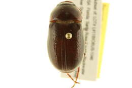 Image of Phyllophaga (Phyllophaga) prununculina (Burmeister 1855)