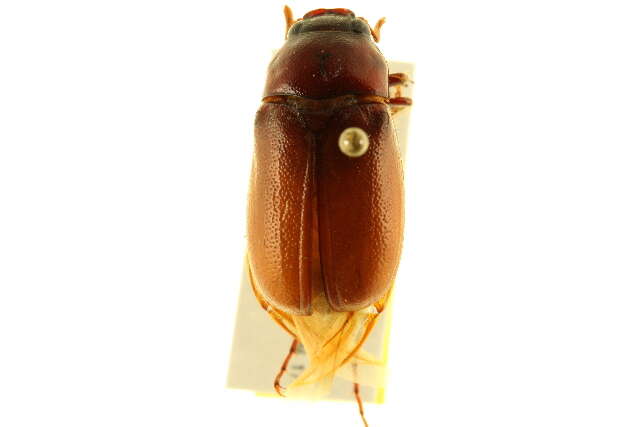 Image of May Beetles