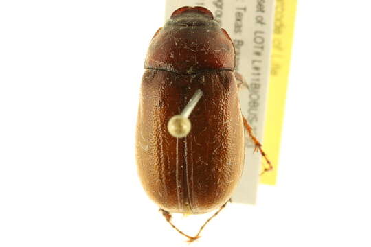 Image of May Beetles