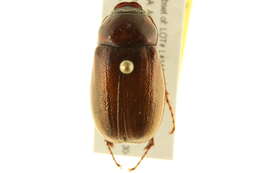 Sivun Phyllophaga (Phyllophaga) ephilida (Say 1825) kuva