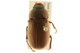 Image of Phyllophaga (Phyllophaga) prununculina (Burmeister 1855)