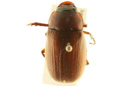 Image of Phyllophaga (Phyllophaga) prununculina (Burmeister 1855)