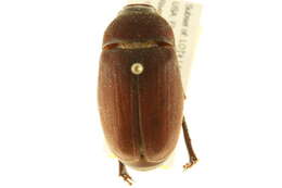 Image of Phyllophaga (Phyllophaga) prununculina (Burmeister 1855)