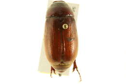 Image of May Beetles