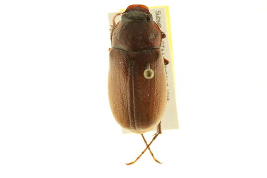 Image of Phyllophaga (Phyllophaga) prununculina (Burmeister 1855)