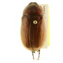 Image of Phyllophaga (Phyllophaga) torta (Le Conte 1856)