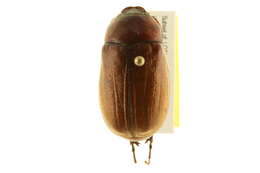 Image of Phyllophaga (Phyllophaga) torta (Le Conte 1856)