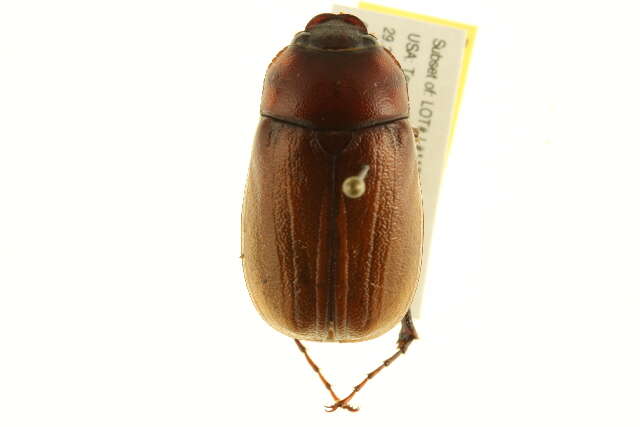 Image of Phyllophaga (Phyllophaga) torta (Le Conte 1856)