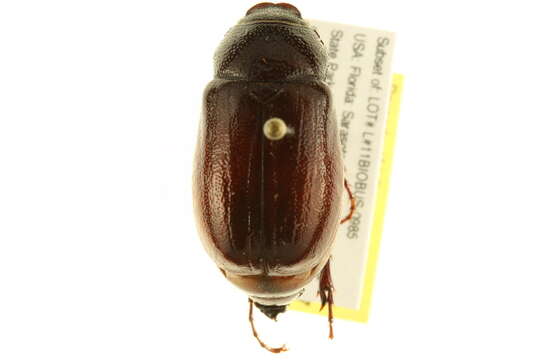 Image of May Beetles