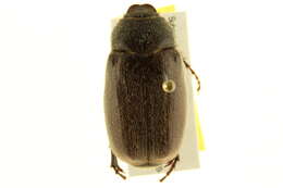 Image of Phyllophaga (Phyllophaga) crenulata (Frolich 1792)