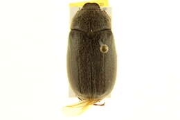 Image of Phyllophaga (Phyllophaga) crenulata (Frolich 1792)