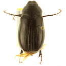 Image of Phyllophaga (Phyllophaga) profunda (Blanchard 1851)