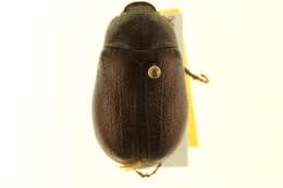 Image of Phyllophaga (Phyllophaga) crassissima (Blanchard 1850)