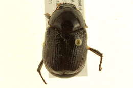 Image of Dynastinae