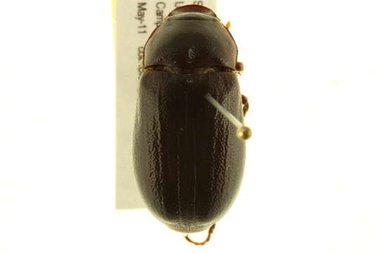 Image of Phyllophaga (Phyllophaga) prununculina (Burmeister 1855)