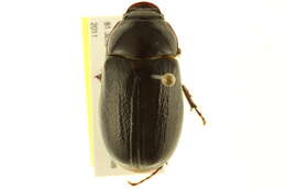 Image of Phyllophaga (Phyllophaga) prununculina (Burmeister 1855)